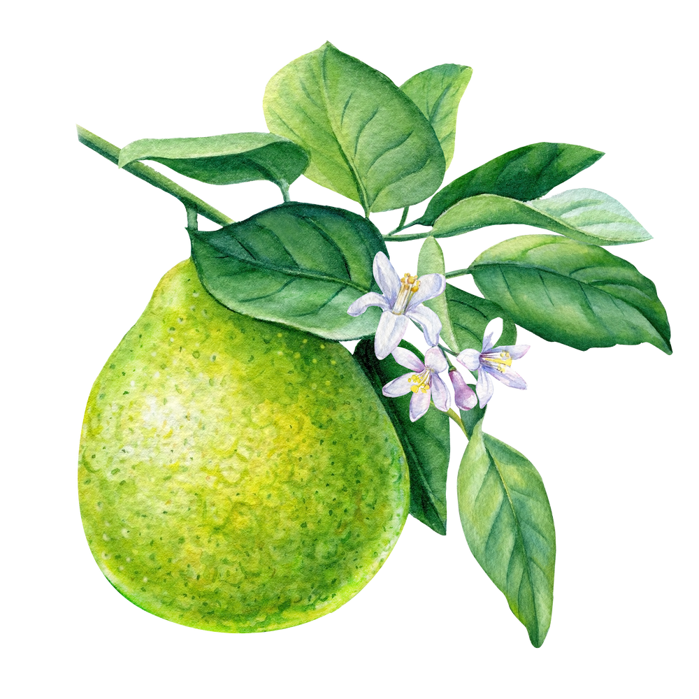bergamot fruit