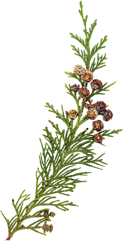 a cedarwood tree branch