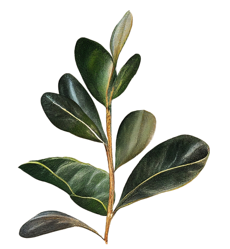 Sandalwood tree branch