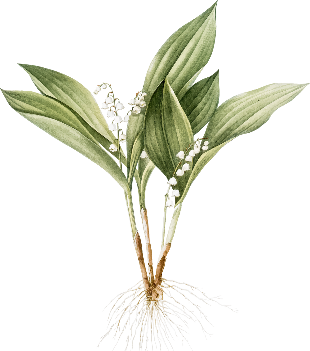 muguet plant with flowers